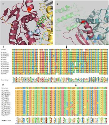 CRISPR/Cas9 ADCY7 Knockout Stimulates the Insulin Secretion Pathway Leading to Excessive Insulin Secretion